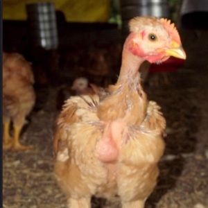 Meet your Posher, Samuel